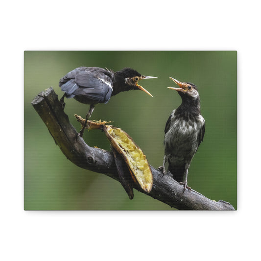 Nature-Inspired Canvas Print, Bird Wall Art, Home Decor, Gift for Bird Lovers, Nature Photography, Unique Wall Art